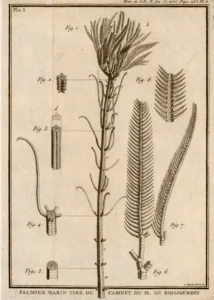 Cenocrinus asterius (Linné, 1767) (from Guettard, 1761, pl. 8; as “Palmier marin”). This was the first modern stalked crinoid that was described.