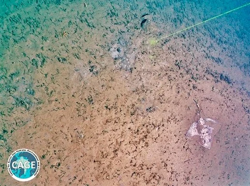 Just some of the many marine animals found around methane seeps. Credit: CAGE