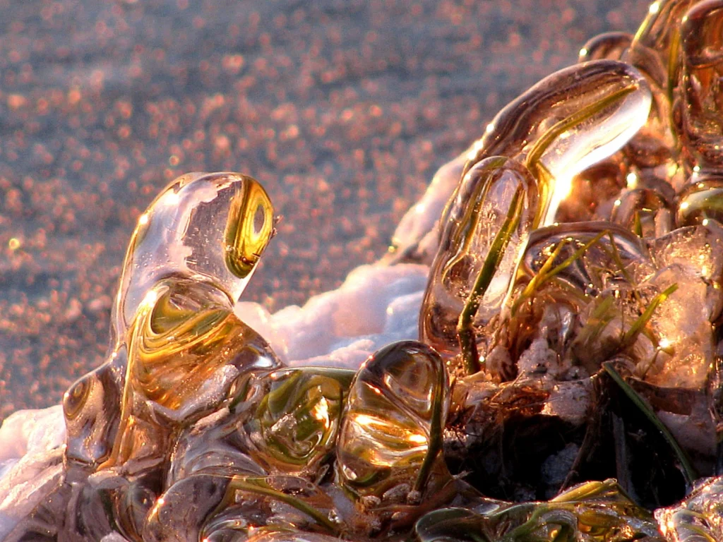  'Icebound blades of grass' . Credit: Katja Laute (distributed via imaggeo.egu.eu). A close up of blades of grass totally coated with ice. The photo was taken at sunset along the shoreline of Selbusjøen, a lake in middle Norway. The coating of the ice was built through the interplay of wave action and the simultaneously freezing of the water around the single blades of grass.
