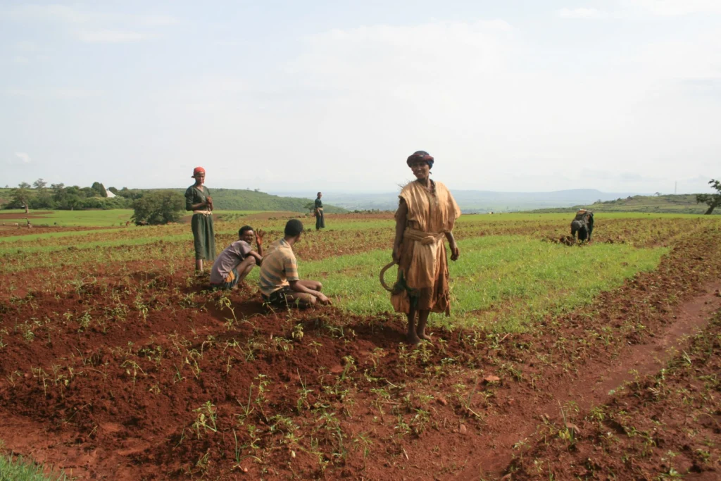 Bed planting in northern Ethiopia. Credit: Elise Monsieurs (distributed via imaggeo.egu.eu)