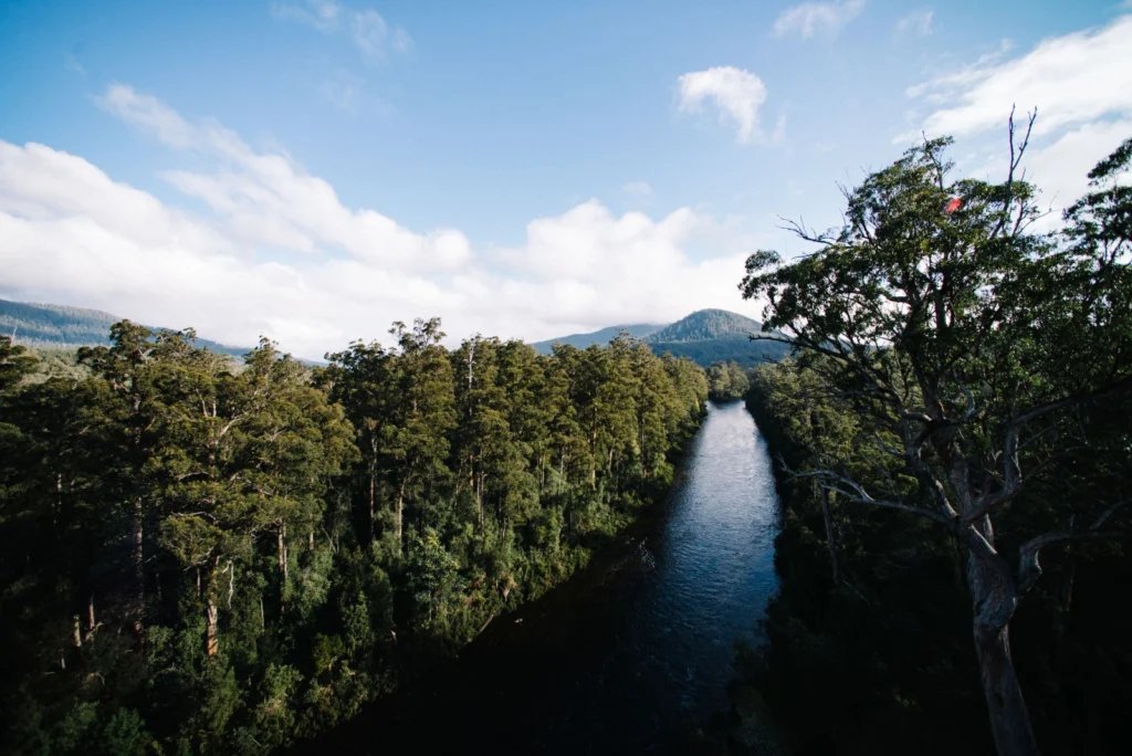 Imaggeo on Mondays: A prehistoric forest