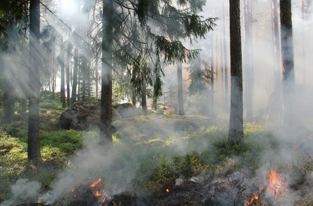 Record-setting forest fires in 2017 – what is to blame?