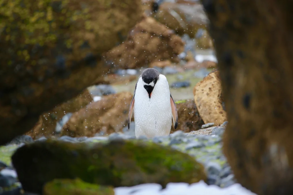Imaggeo on Mondays: A window to ice and fire
