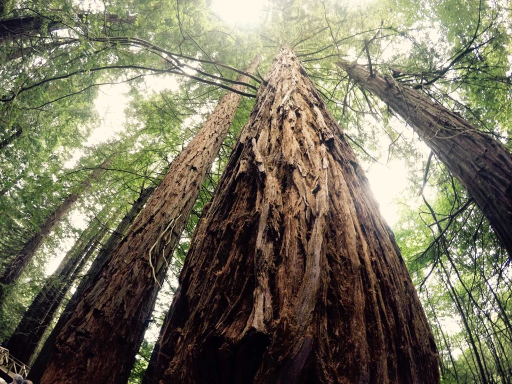 Imaggeo On Monday: A marvellous sequoia in spring time