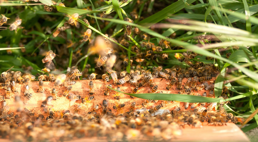 Want to GreenEGU in 2021? Five environmentally friendly things to try whilst working from home.