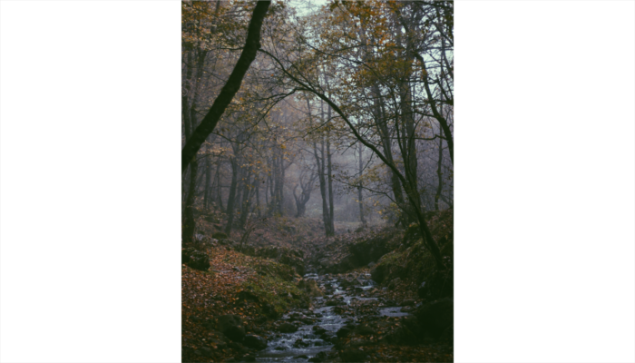 Imaggeo On Monday: The Virgin Forest of Arasbârân