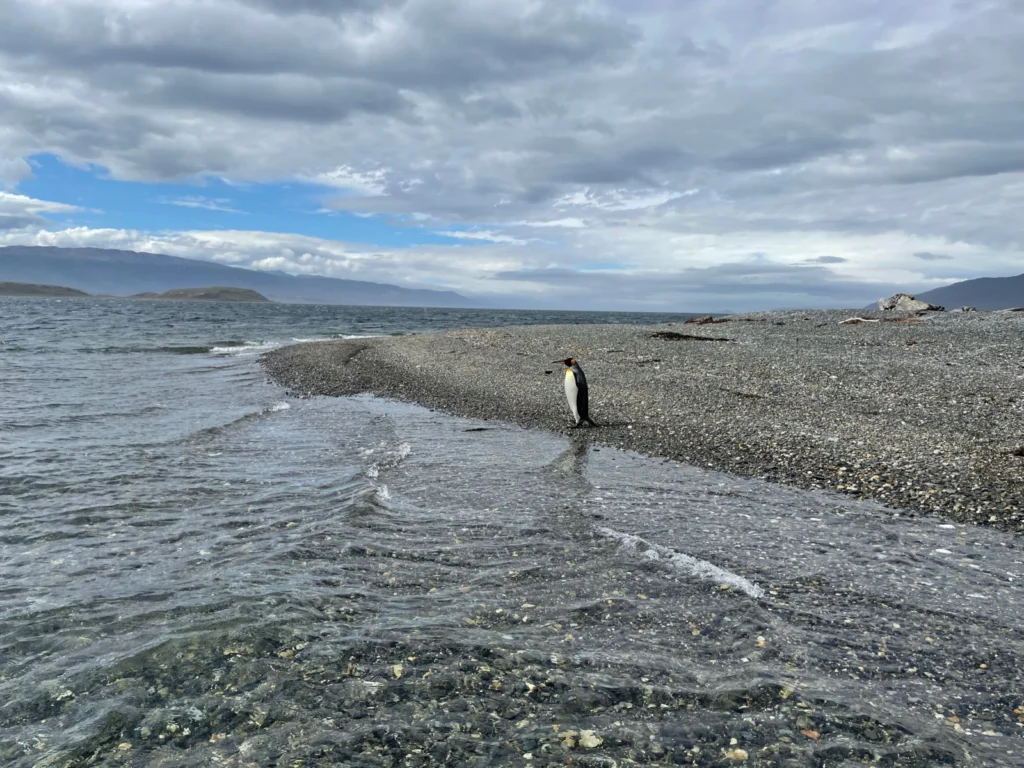 Imaggeo On Monday: King penguin (Beagle Channel)