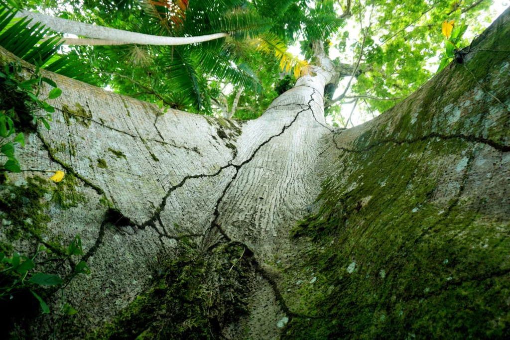 looking up at large tree by Simone Silva