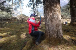Nazimul Islam, coring a tree