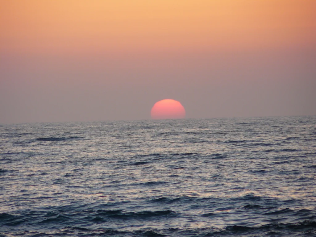 Ocean hypoxia: what does the increase of dead zones mean for marine life?