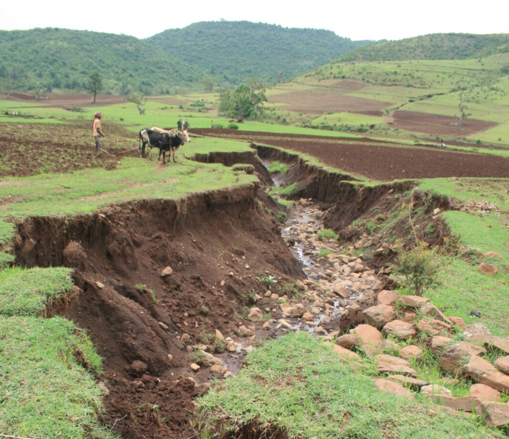 Can we mend our Earth, one gully at a time? New research reveals that the answer is YES!