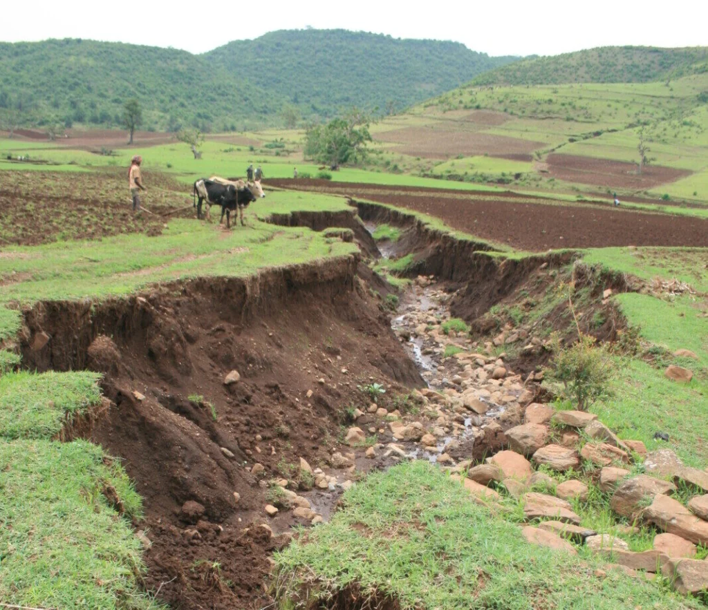 Can we mend our Earth, one gully at a time? New research reveals that the answer is YES!