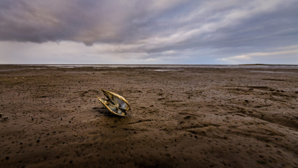 Footprints reveal climate’s mark on mudflats