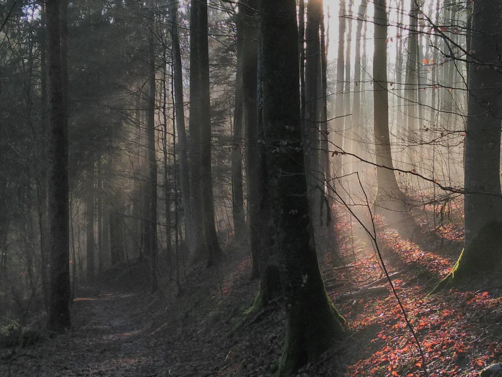 The beetle, the storm, and the carbon sink: On Europe’s climate defence and its deterioration