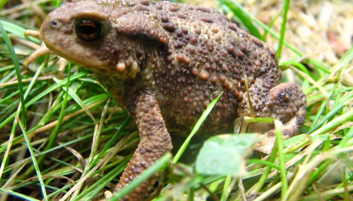 Perhaps toads can do that