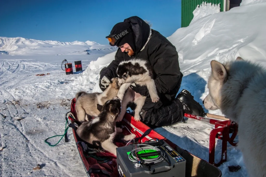 Figure 4: An unexpected challenge during fieldwork: invasion by sled dog pups. Photo: Karl Attard.