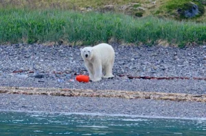 A wild polar bear as seen from Activ. (Credit A.-K. Faber)