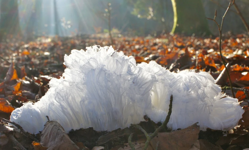 Image of the Week – Mushrooms at zero degrees = hair ice?!