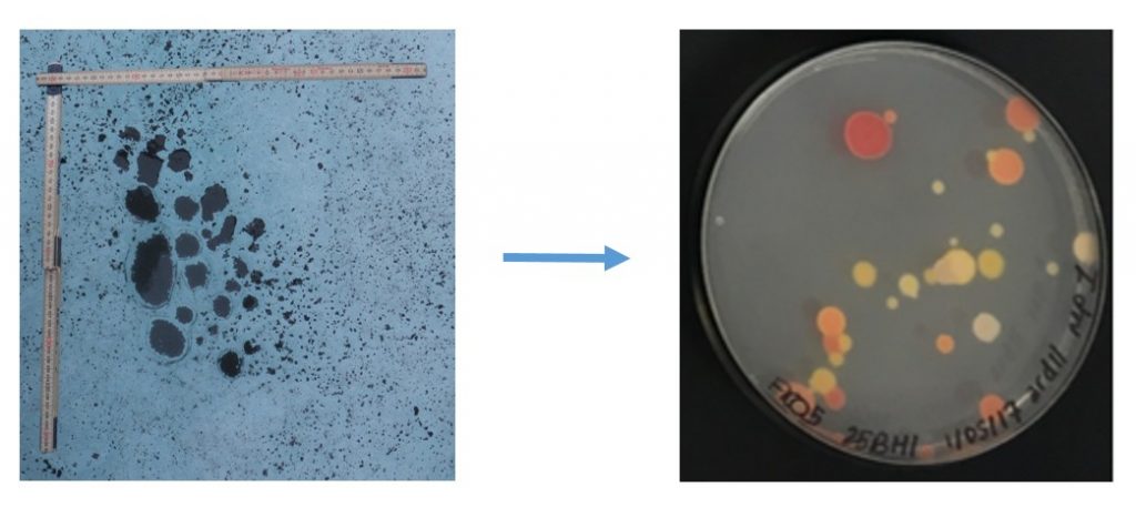 Image of the Week – Cure from the Cold?