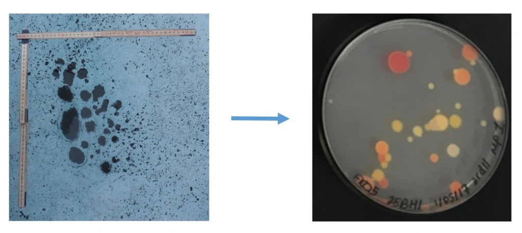 Image of the Week – Cure from the Cold?