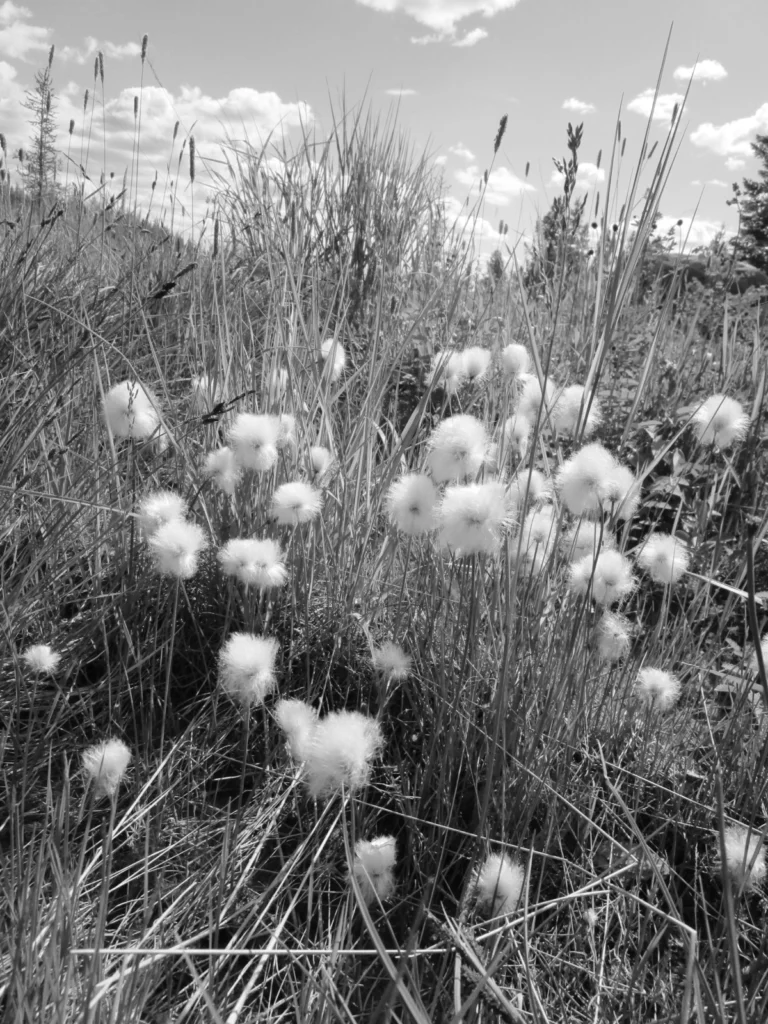 You left us too early: a eulogy to permafrost