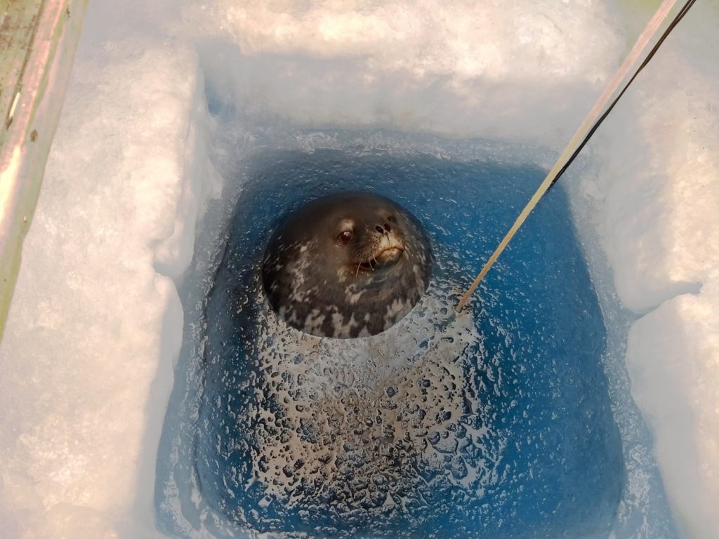 Image of the Week – Receiving messages from the deep