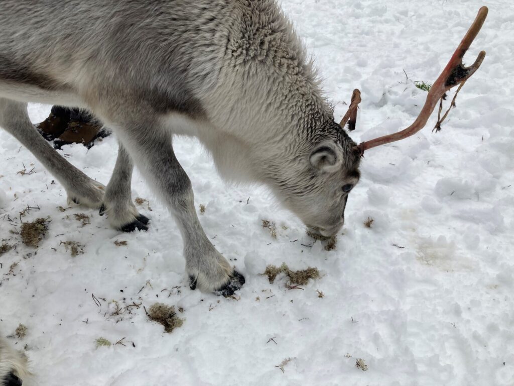 Photo of a reindeer looking for food on the snow.