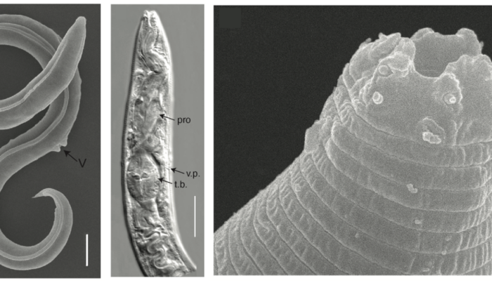 Did you know… about worms surviving in permafrost for at least 46000 years?