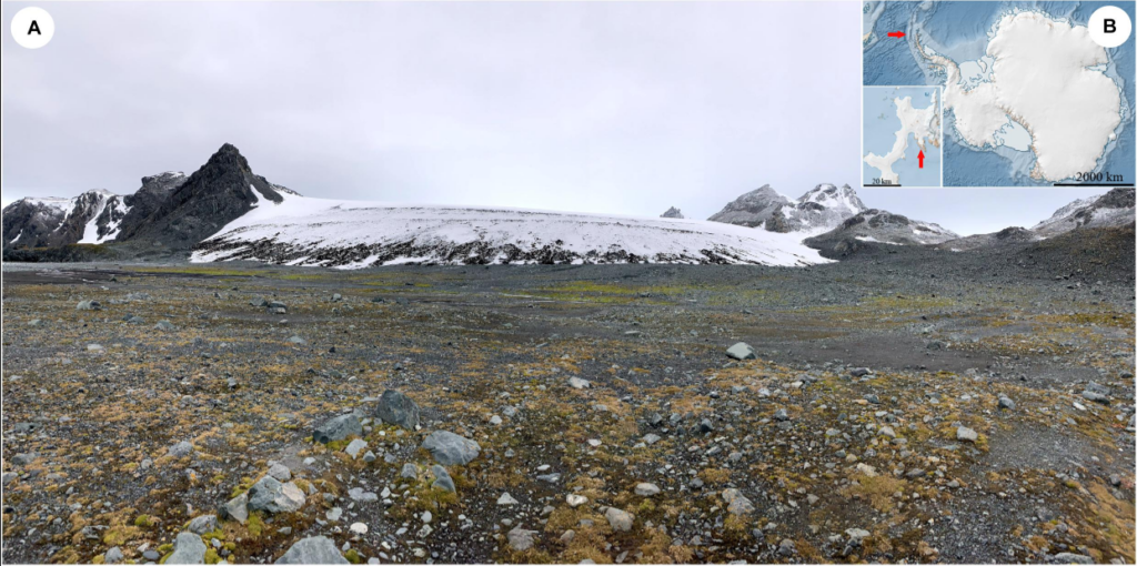 A photo pf a rocky land with an ice mass in the background. The land has brownish plants.