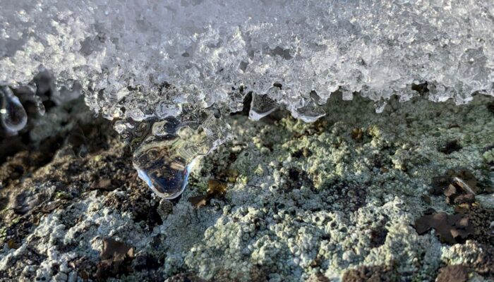 Light shines through the edge of melting ice on a rock.