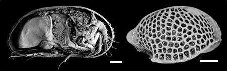 Ostracods, the sentinels of past oceanic circulation