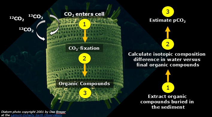 Decomposing algae have not said their last word yet!