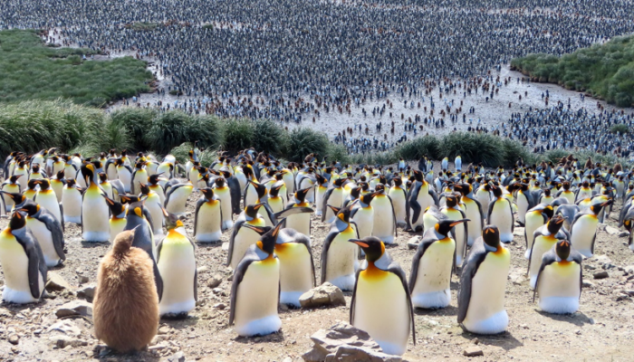 Five hundred miles from civilisation: Exploring active volcanism in the South Sandwich Islands
