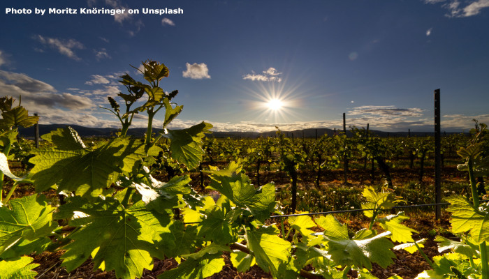 Volcanoes and Wines, Part 2