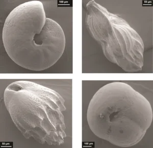 Benthic foraminifers Mediterranean