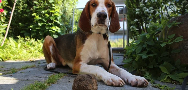 Coffee break biogeosciences –  using truffle dogs for science!