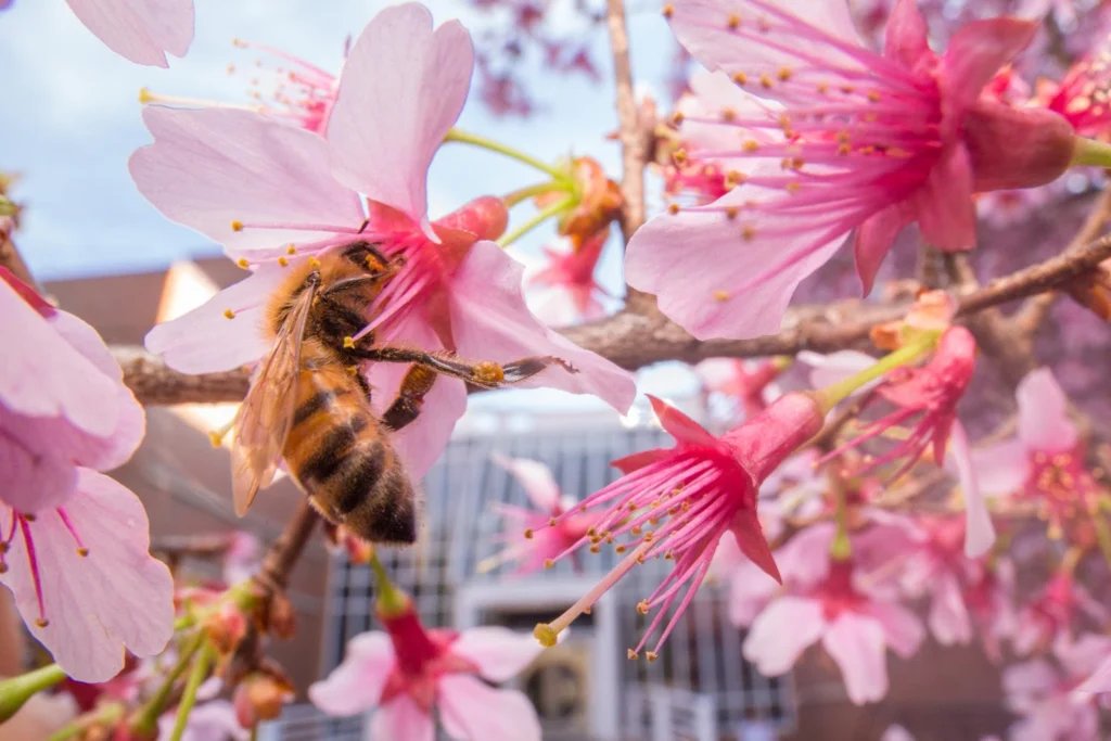 Coffee break biogeosciences–Urban bees found to feed on flowers