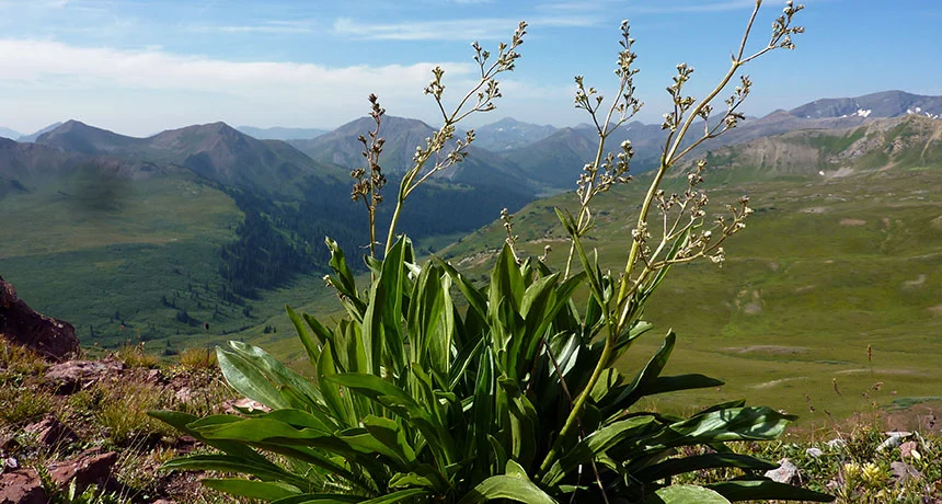 Coffee break biogeosciences – climate change affects mountain plant’s sex ratios