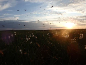 Post_Josh_Dean_Mosquito_paradise