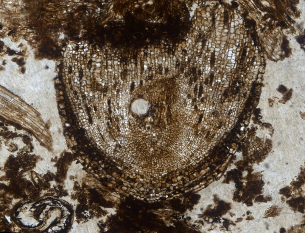 Coffee break biogeosciences–The oldest known fossilized active root meristem