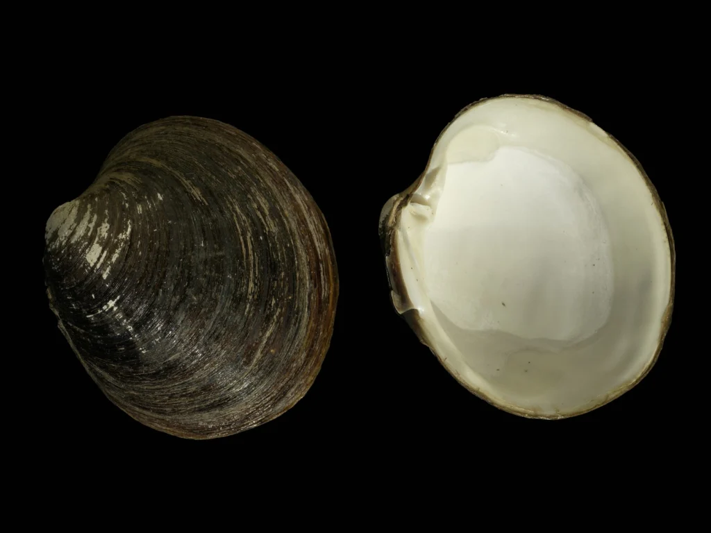 Coffee break biogeosciences–high resolution δ18O record from bivalves