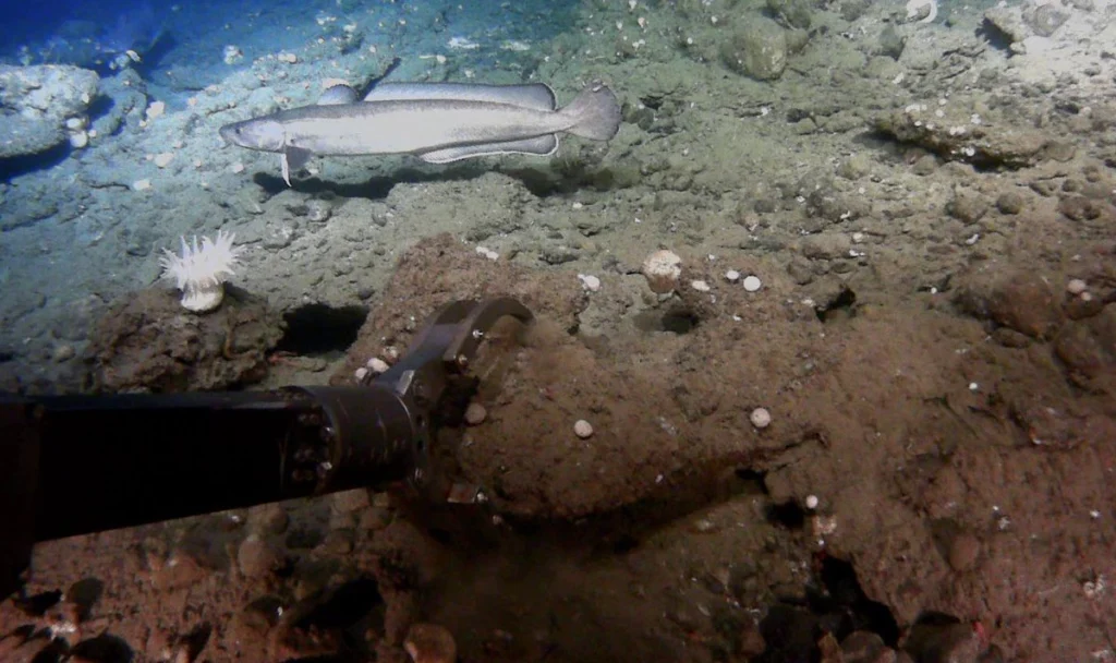 Investigation of methane emissions in marine systems