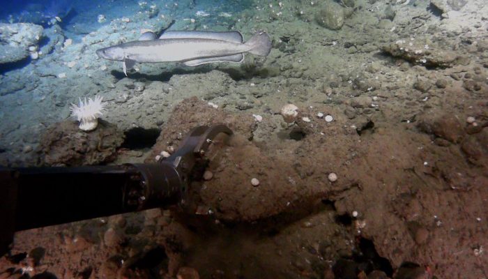 Investigation of methane emissions in marine systems