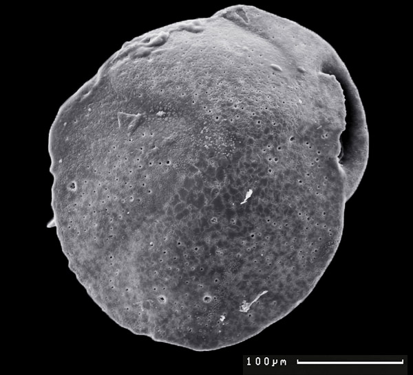 Identification of past methane emission altering the foraminiferal tests by secondary overgrowth of calcium carbonate.