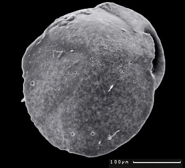 Identification of past methane emission altering the foraminiferal tests by secondary overgrowth of calcium carbonate.