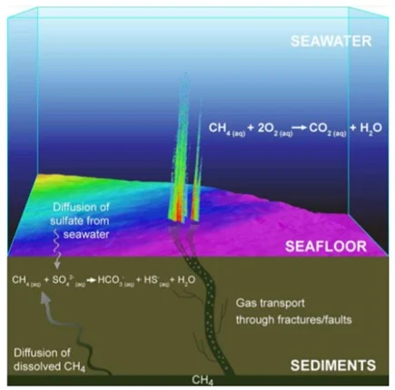 Understanding the role of microbes in cold seep habitats