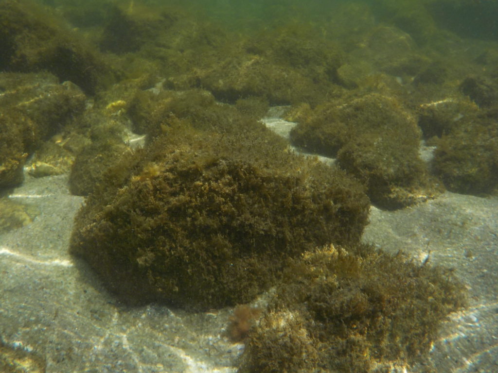 At the heart of biogeochemistry: pH change interpretation & open peer-review