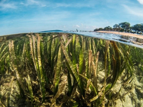 An image taken with half the camera lens below the water and half above. Below the water, seagrass can be seen growing.