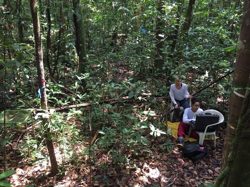 The hidden importance of Amazon forests