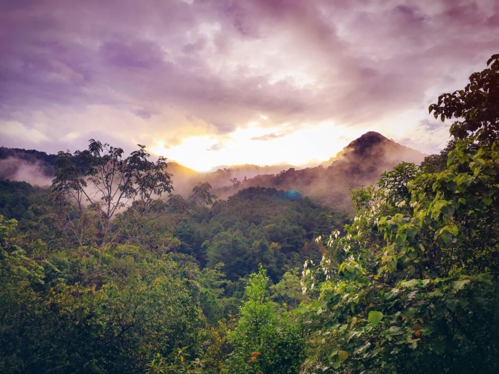 Why did the Amazon forest become a CO2 source in 2023?